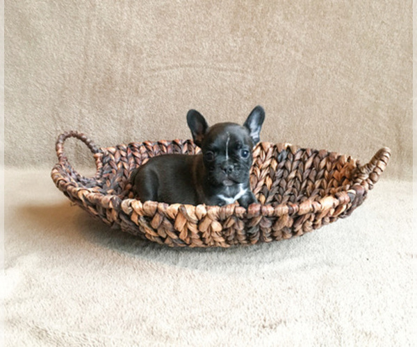 Medium Photo #1  Breeder Profile in GARRISON, MO, USA