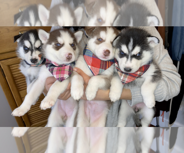 Medium Photo #1  Breeder Profile in NEW LONDON, CT, USA