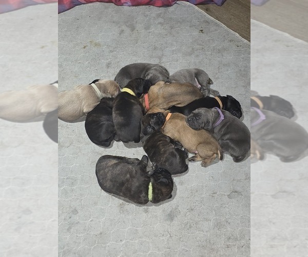 Medium Photo #19  Breeder Profile in BLANCA, CO, USA