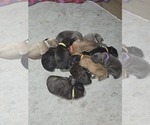 Small #18 Breeder Profile image