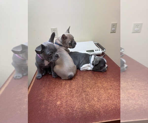 Medium Photo #2  Breeder Profile in WEST PLAINS, MO, USA