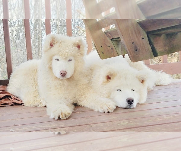Medium Photo #1  Breeder Profile in MOUTH OF WILSON, VA, USA