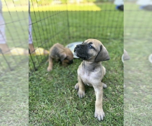 Medium Photo #2  Breeder Profile in STOCKTON, CA, USA