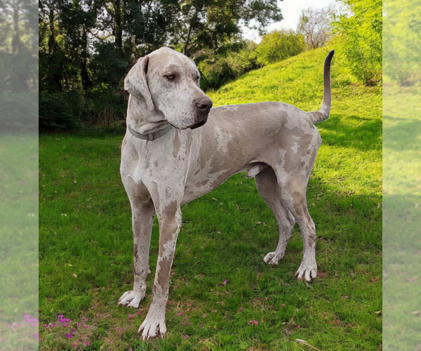 Medium Photo #3  Breeder Profile in DENHAM SPRINGS, LA, USA