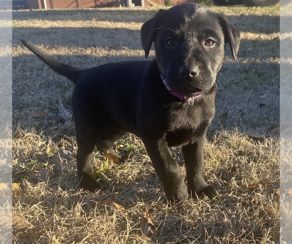 Medium Photo #22  Breeder Profile in CHARLOTTE, NC, USA