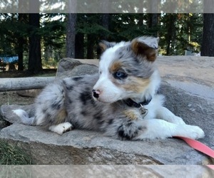 Border-Aussie Dog Breeder near DUFUR, OR, USA