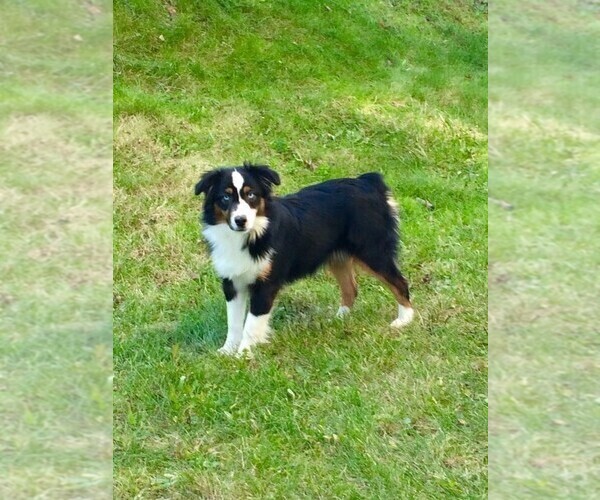 Medium Photo #1  Breeder Profile in MILLERSBURG, OH, USA