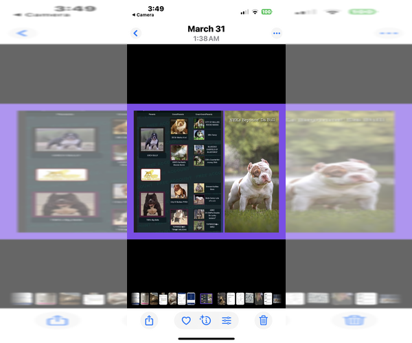 Medium Photo #9  Breeder Profile in ABILENE, TX, USA