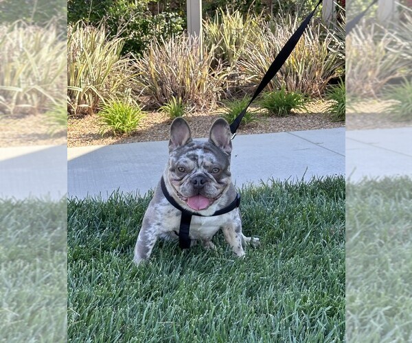 Medium Photo #13  Breeder Profile in FONTANA, CA, USA