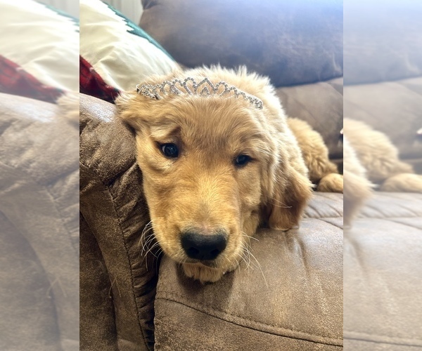 Medium Photo #3  Breeder Profile in GREELEY, CO, USA