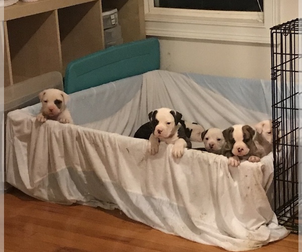 Medium Photo #1  Breeder Profile in MCDONOUGH, GA, USA