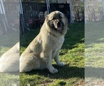 Small #17 Breeder Profile image