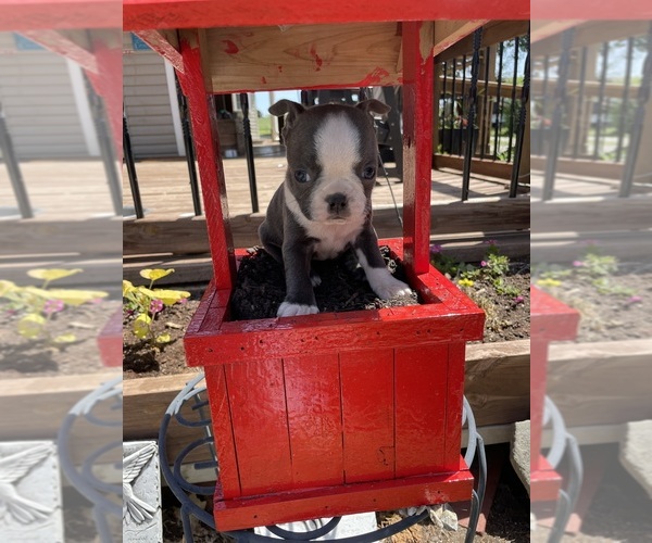 Medium Photo #10  Breeder Profile in FREDONIA, KS, USA