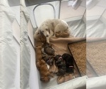 Small Photo #16  Breeder Profile in FRIENDSWOOD, TX, USA