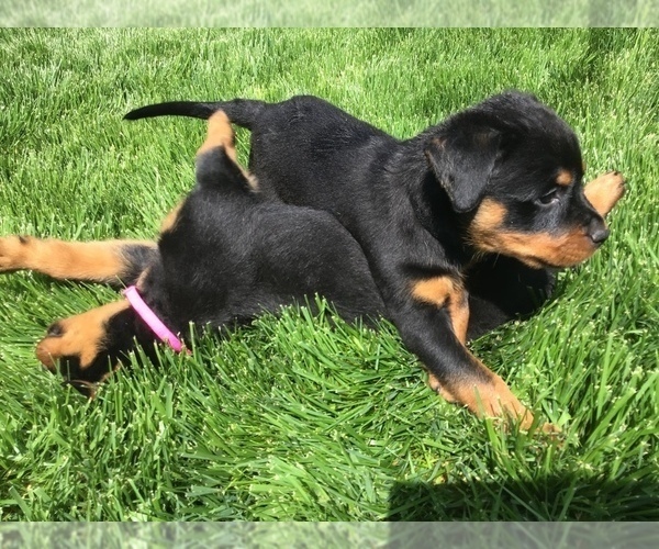 Medium Photo #65  Breeder Profile in OAK GLEN, CA, USA