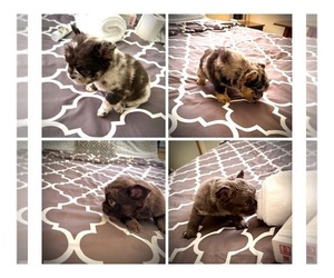 Medium Breeder Profile Photo