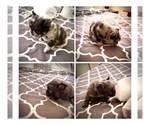 Small breeder photo