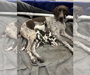 Main photo of German Shorthaired Pointer Dog Breeder near MARION, KY, USA