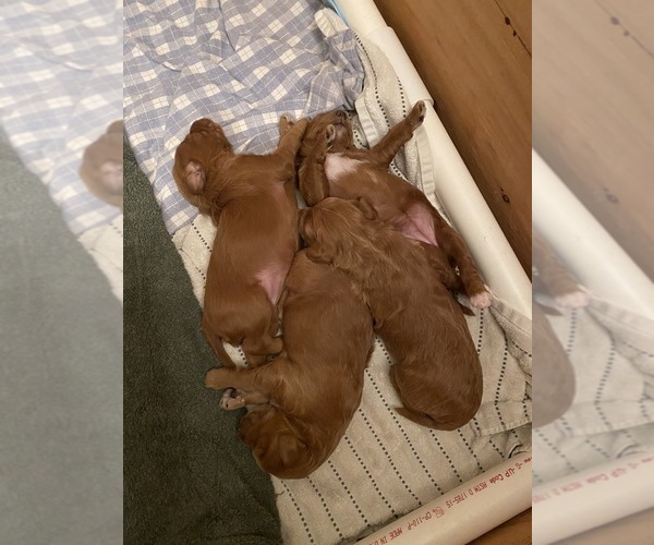 Medium Photo #1  Breeder Profile in WHITEFISH, MT, USA