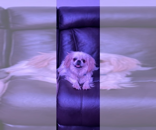 Medium Photo #1  Breeder Profile in MARTINSVILLE, VA, USA