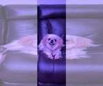 Small breeder photo
