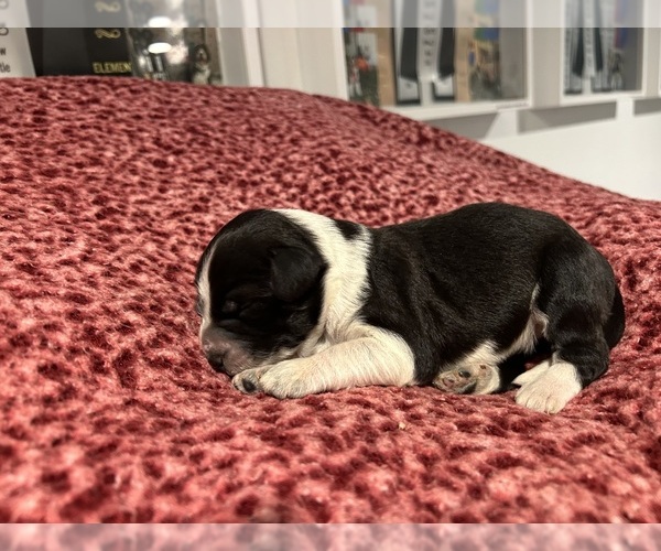 Medium Photo #9  Breeder Profile in DES MOINES, IA, USA