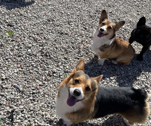 Medium Photo #6  Breeder Profile in OAKLEY, CA, USA