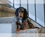 Small breeder photo