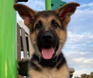 German Shepherd Dog Dog Breeder near PENSACOLA, FL, USA