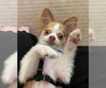 Small #39 Breeder Profile image