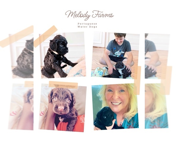 Medium Photo #1  Breeder Profile in KENOSHA, WI, USA