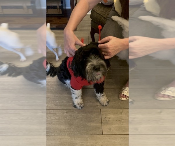 Medium Photo #27  Breeder Profile in BAYTOWN, TX, USA