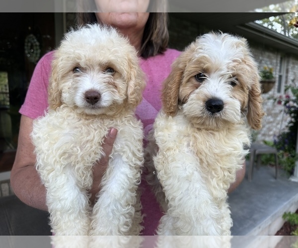 Medium Photo #3  Breeder Profile in NIANGUA, MO, USA
