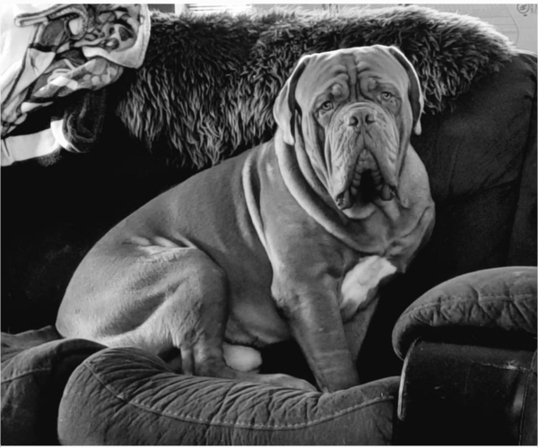 Medium Photo #1  Breeder Profile in ABILENE, TX, USA