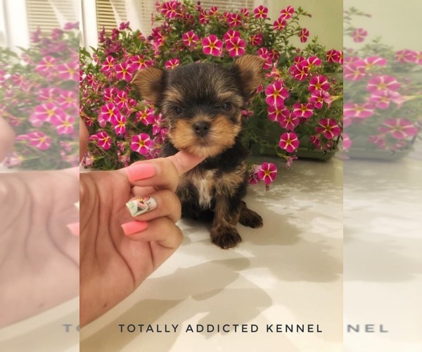 Medium Photo #28  Breeder Profile in SCHAUMBURG, IL, USA
