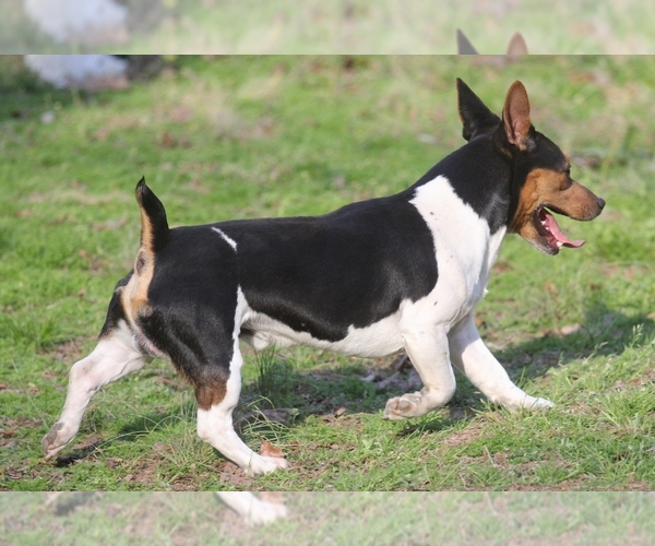 s&s teddy roosevelt terriers