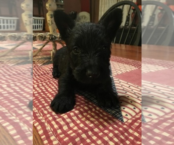 Medium Photo #1  Breeder Profile in DAYTON, TX, USA