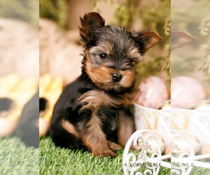 Yorkshire Terrier Dog Breeder near WEST FARGO, ND, USA