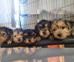 Small #193 Breeder Profile image