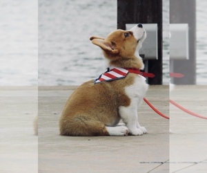 Main photo of Pembroke Welsh Corgi Dog Breeder near HARRAH, OK, USA