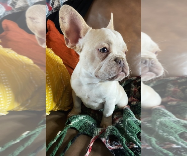 Medium Photo #10  Breeder Profile in GREENVILLE, TX, USA