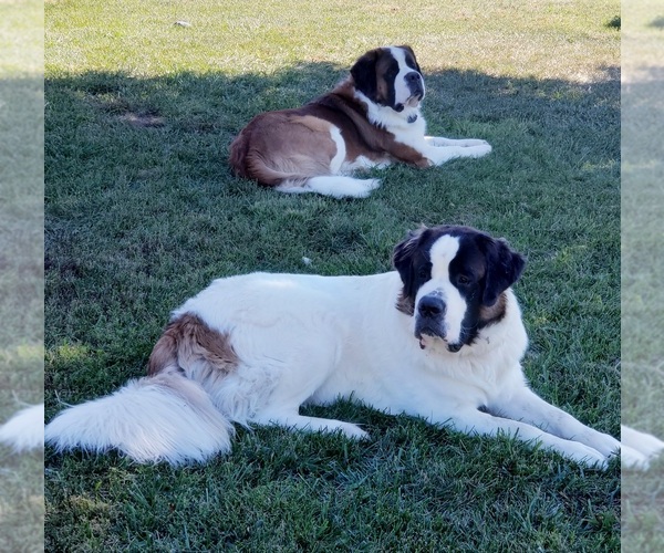 Medium Photo #1  Breeder Profile in ONONDAGA, MI, USA