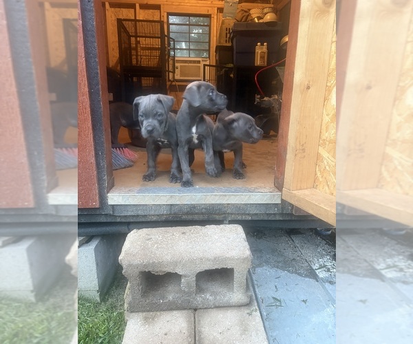 Medium Photo #4  Breeder Profile in SHELBY, NC, USA