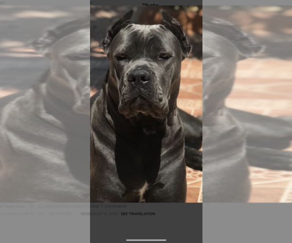 Medium Photo #1  Breeder Profile in MIAMI, FL, USA