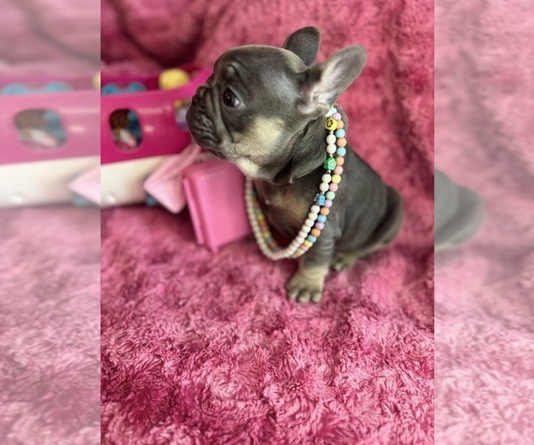 Medium Photo #36  Breeder Profile in JEFFERSONVILLE, IN, USA