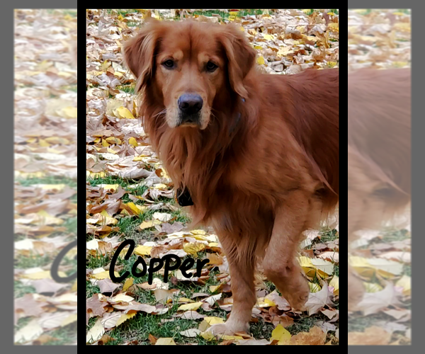 Medium Photo #17  Breeder Profile in KIMBALL, MN, USA