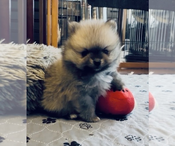 Medium Photo #36  Breeder Profile in KENNESAW, GA, USA