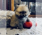 Small #35 Breeder Profile image