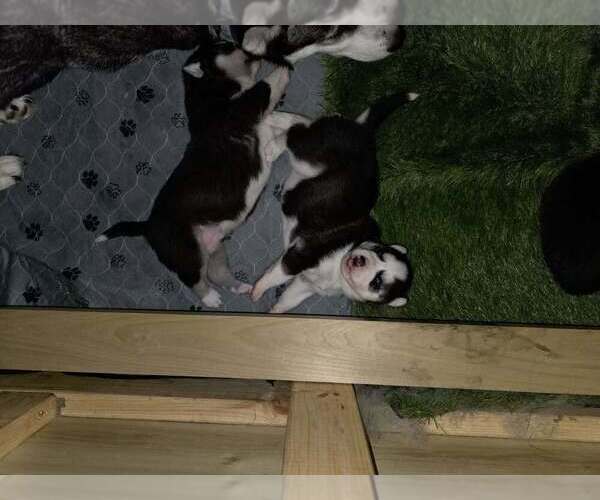 Medium Photo #37  Breeder Profile in ALTON, IL, USA