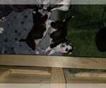 Small #36 Breeder Profile image